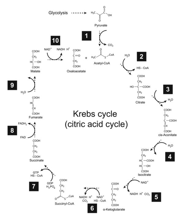 krebs-cycle-intermediaries-oxygen-and-vinegar-fatigue-test-ph